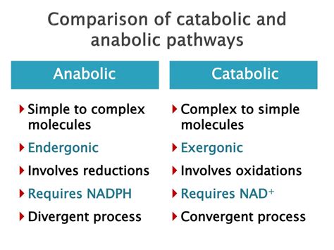 PPT - Metabolism: Anabolism and Catabolism PowerPoint Presentation