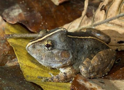 The secret life of a fanged frog with an enormous head - The Australian ...