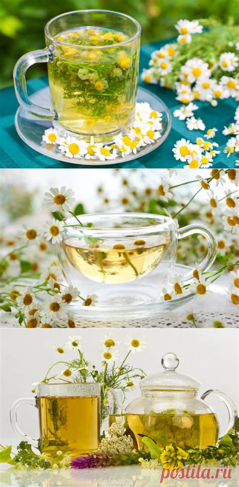 Вот почему наши бабушки обожают ромашковый чай: 15 целебных свойств - У ...