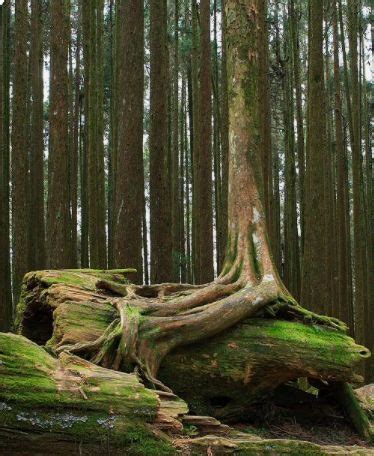 Pin auf WOOD || WOODEN || WOODIES | Wurzeln, Beautiful, Naturbilder