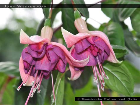 Jaap Westendorp - FuchsiaFinder
