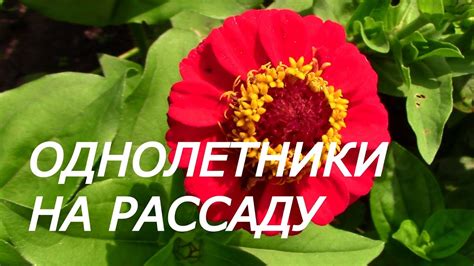 ОДНОЛЕТНИКИ НА РАССАДУ - YouTube