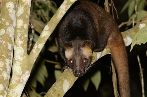 Hewan Sejenis Musang Homecare24