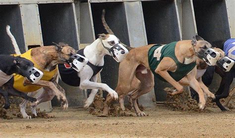 West Virginia Greyhound Racing | Wheeling Island Racetrack | Near ...