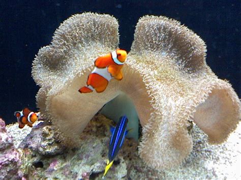 Sex Change 101 It Starts In The Brain Oceanbites