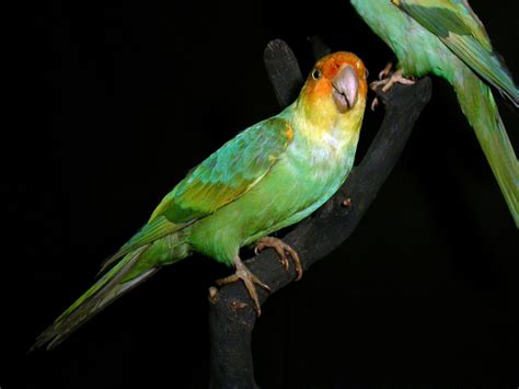 Carolina Parakeet Facts Habitat Pictures And Diet