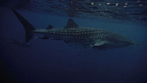 Resilient Reefs Great Barrier Reef Foundation