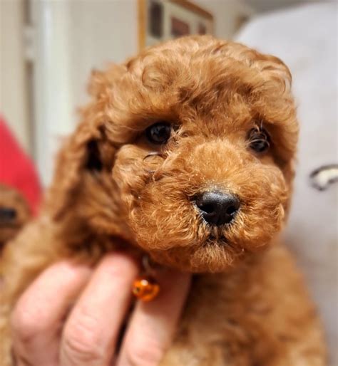 Stunning F1b Cavapoo Pups Both Parents Dna Tested For Sale