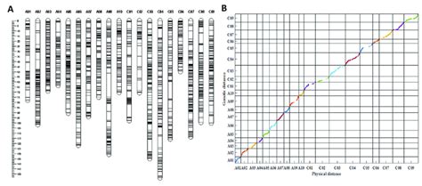 Information of the genetic linkage map. (A) The genetic linkage map ...