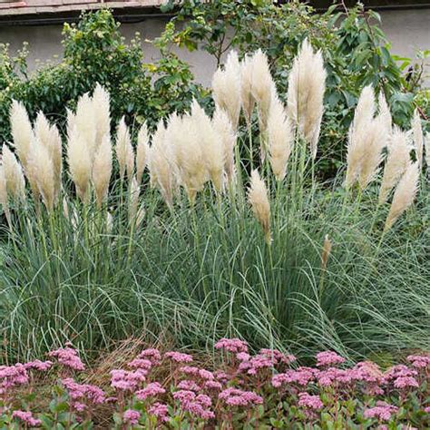 Кортадерия Селло Пумила (Cortaderia selloana Pumila) купить в Москве по ...