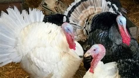 🔴Індокачки, індики, кури！ 🦃🐓🦃 - YouTube