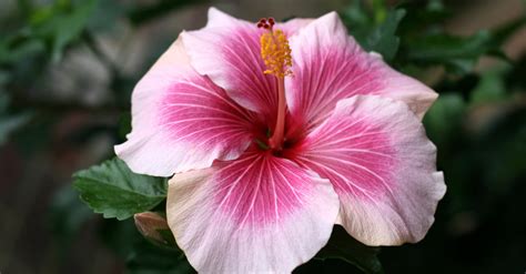 Taille De Lhibiscus Quand Et Comment Bien Le Faire Le Tuto