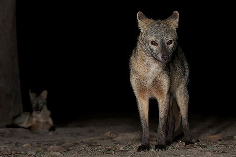 Crab Eating Fox Sean Crane Photography