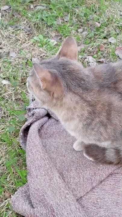Бабушка Белочка на дерюге.🐱🏡 - YouTube