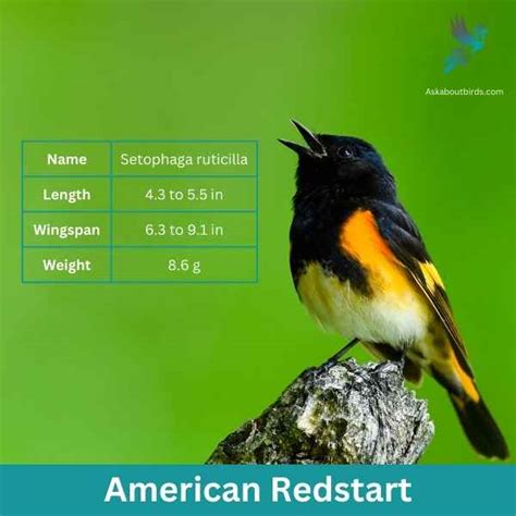 13 Orange Birds In Arizona Free Photo Guide Ask About Birds