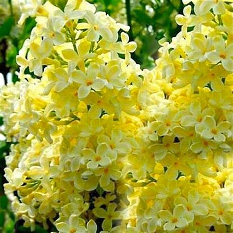 Yellow Lilac Tree Fragrant Flowers Perennial 25 Seeds AM | Etsy