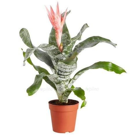 Эхмея Фасциата Примера купить в Москве с доставкой в интернет магазине ...