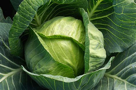 cabbage juice therapeutic indications brighthealingcom
