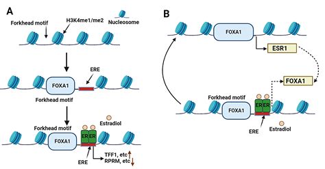 The Role Of FOXA1 In Human Normal Development And Its Functions In Sex Hormone Related Cancers