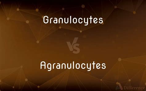 Granulocytes vs. Agranulocytes — What’s the Difference?