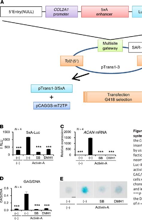 FOP/FGFR1 FUSION GENE | Semantic Scholar