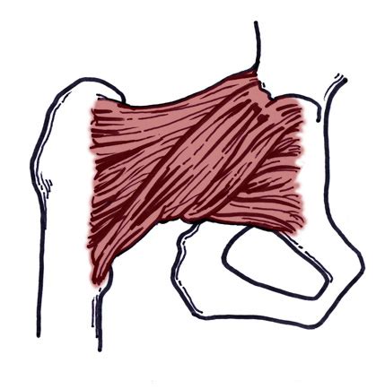 The Iliofemoral Ligament