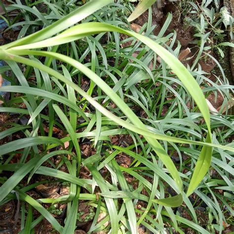 Jual Pohon Bawang Bawangan Atau Pohon Air Mancur Shopee Indonesia
