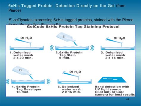 Protein Purification | PPT