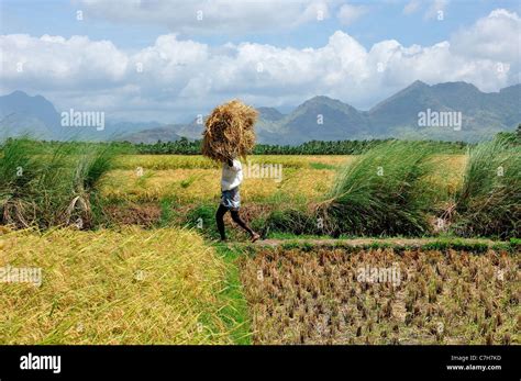 South Indian Paddy Field Stock Photo Alamy