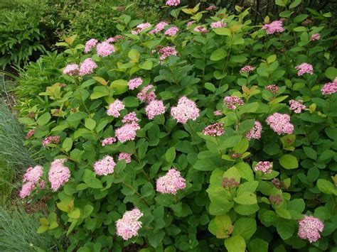 Спирея густоцветковая (Spiraea densiflora),купить спирею,саженцы спиреи ...