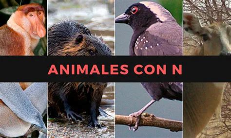 Nombres De Animales Con N 🦦【listado Completo】