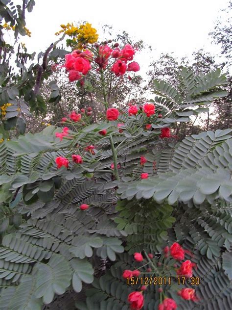 Caesalpinia Pulcherrima ‘compton Eflora Of India