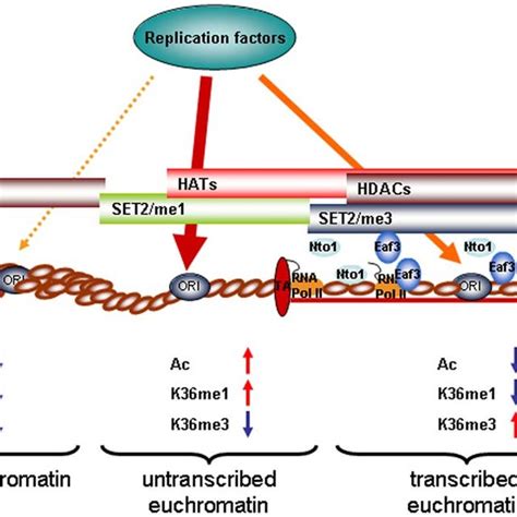 Model for action of histone modifications at replication origins ...