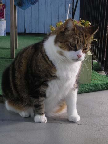 From The Desk Of Marie Louise Gay Marie Louise Gay