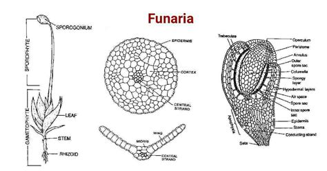 funaria diagram explanation