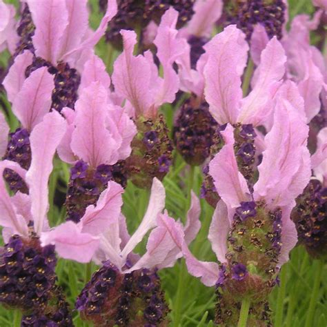Lavender Stoechas French Kings Seeds Direct