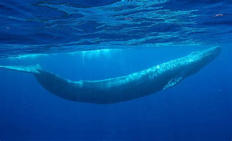 The Blue Whale The Wildlife