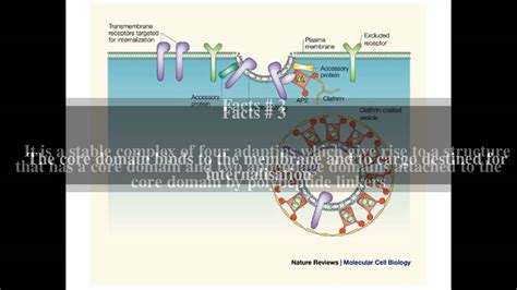 ap adaptor complex top  facts youtube