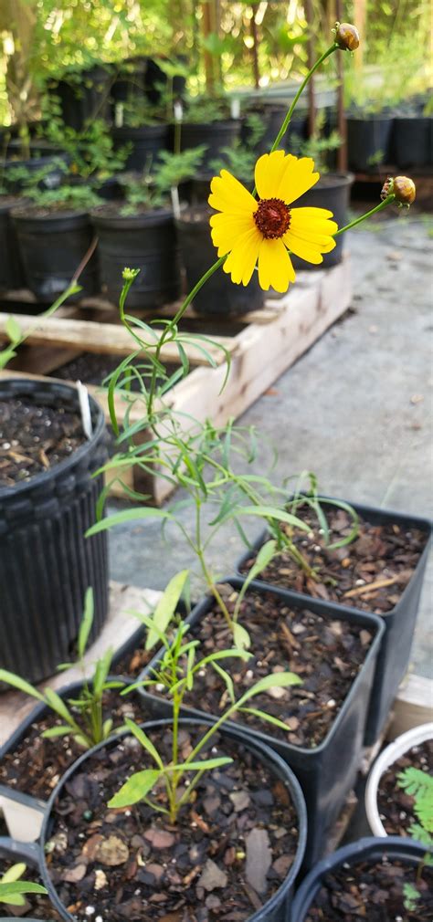 Leavenworth's Coreopsis/Tickseed — Rewild Nursery