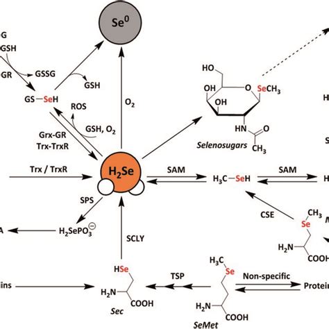 Schematic Representation Of Metabolic Pathways Of Dietary Selenium