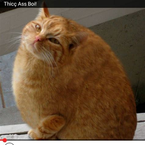 Listen To Music Albums Featuring Thicc Ass Boi By This Just In Online For Free On SoundCloud