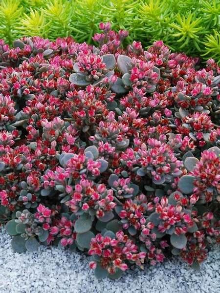 Product Viewer - Sedum Blue Elf