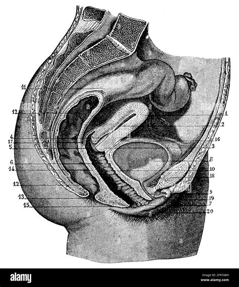 Sistema Riproduttivo Immagini E Fotografie Stock Ad Alta Risoluzione