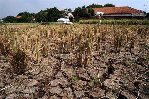 Tanaman Palawija Dan Sayur Terhantam Kekeringan Republika Online