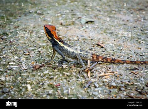 Crested Lizard In Jungle Khao Sok National Park Thailand Crested