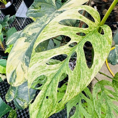 Monstera Albo: The Stunning Variegated Houseplant - Xanh Xanh Urban Forest