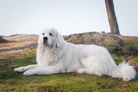 Polish Dog Breeds | The Smart Dog Guide
