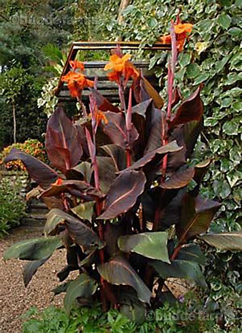 Canna Lily Bulbs Orange/Bronze Large tropical plant aka | Etsy