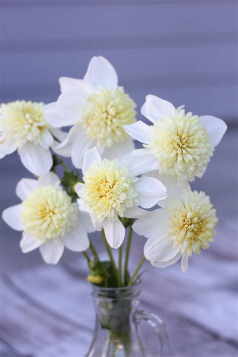 Oh Garden Dahlia Platinum Blonde