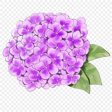 Hand Painted Purple Blooming Hydrangea Hydrangea Hand Painted Purple